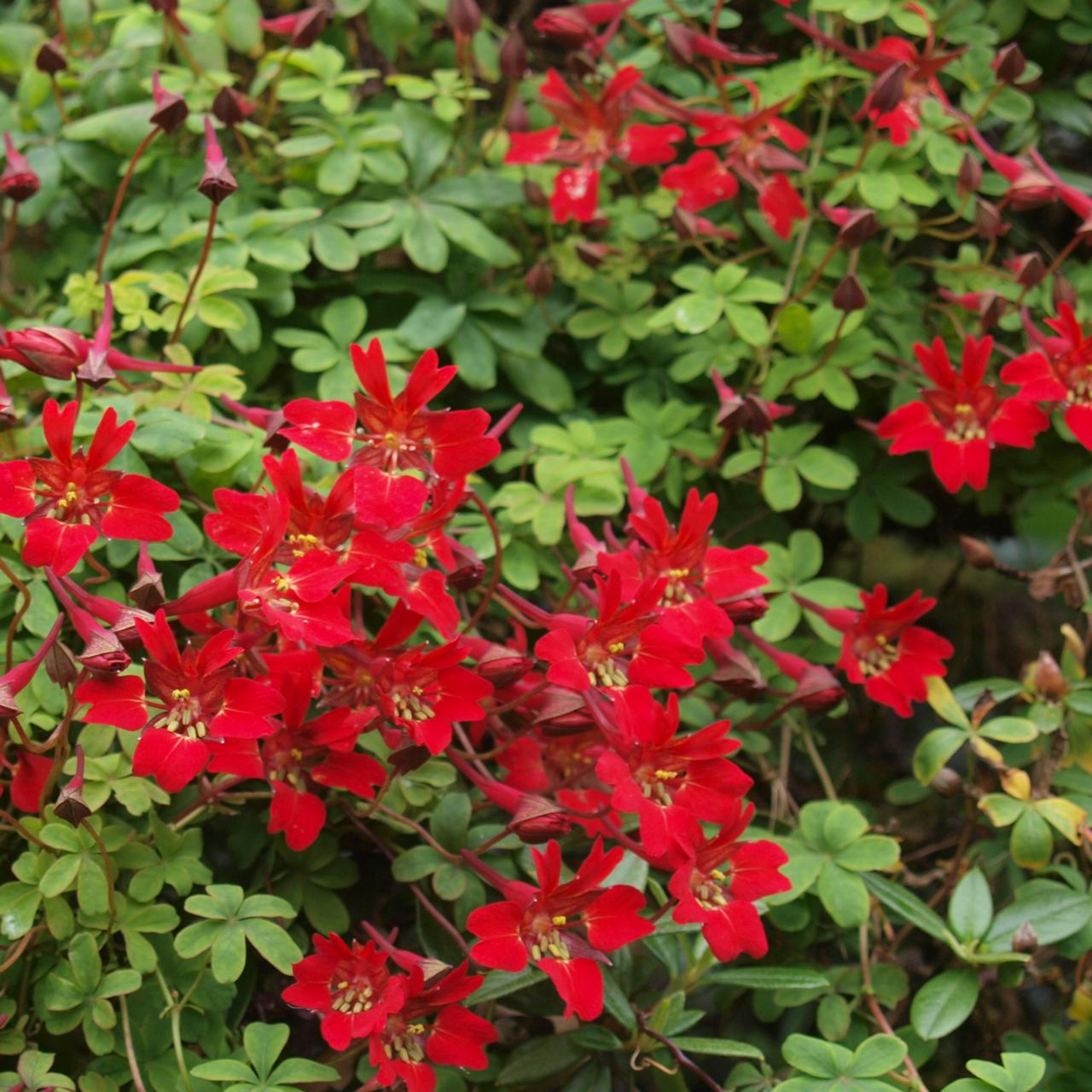 Tropaeolum speciosum - buy at Coolplants