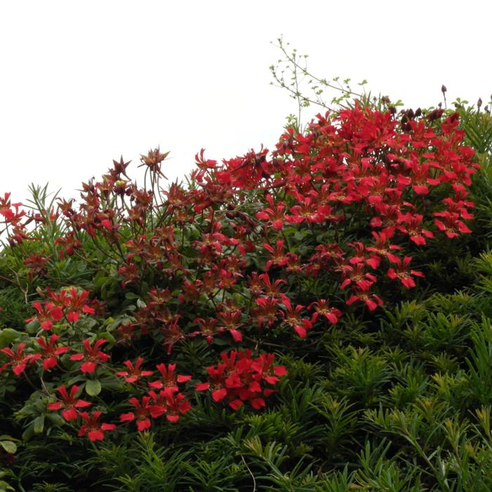 Tropaeolum speciosum plant