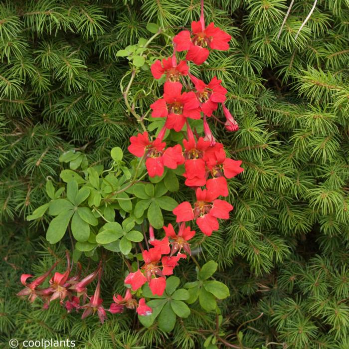 Tropaeolum speciosum plant