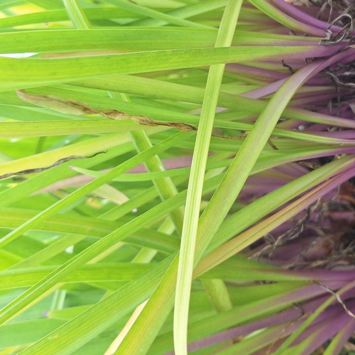 Tulbaghia 'Flamingo' plant