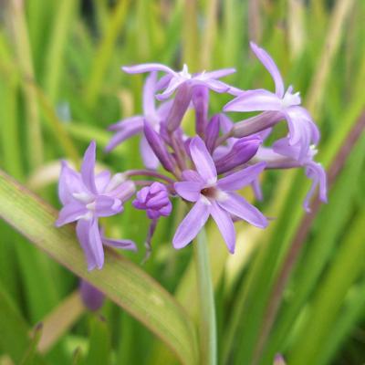 tulbaghia-flamingo