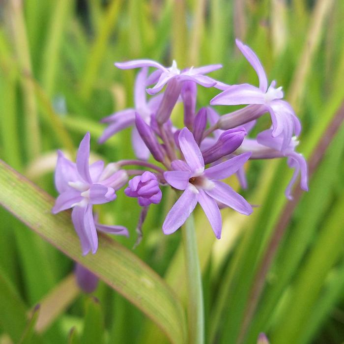 Tulbaghia 'Flamingo' plant
