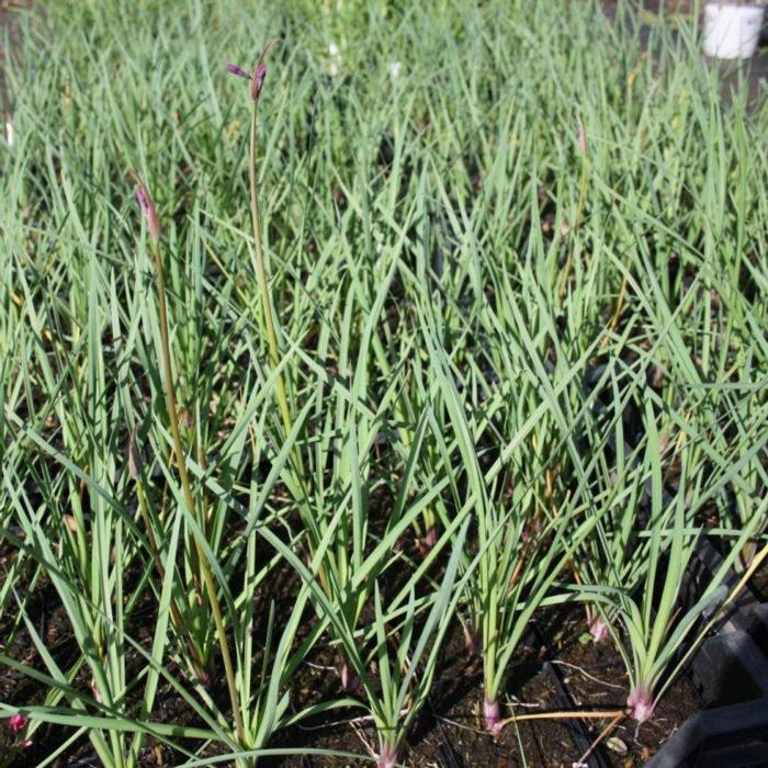 Tulbaghia 'Lizzy' plant