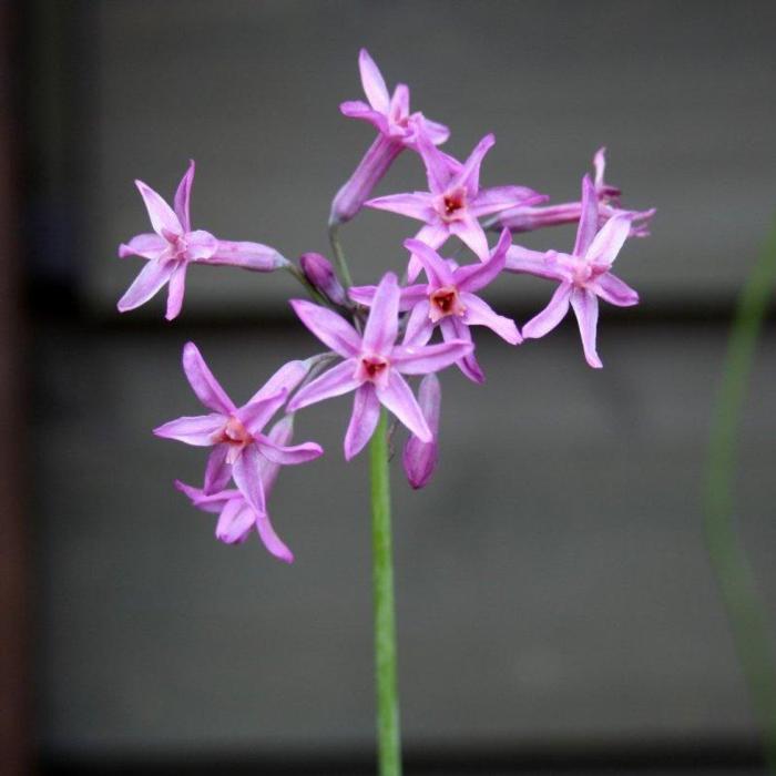 Tulbaghia 'Lizzy' plant