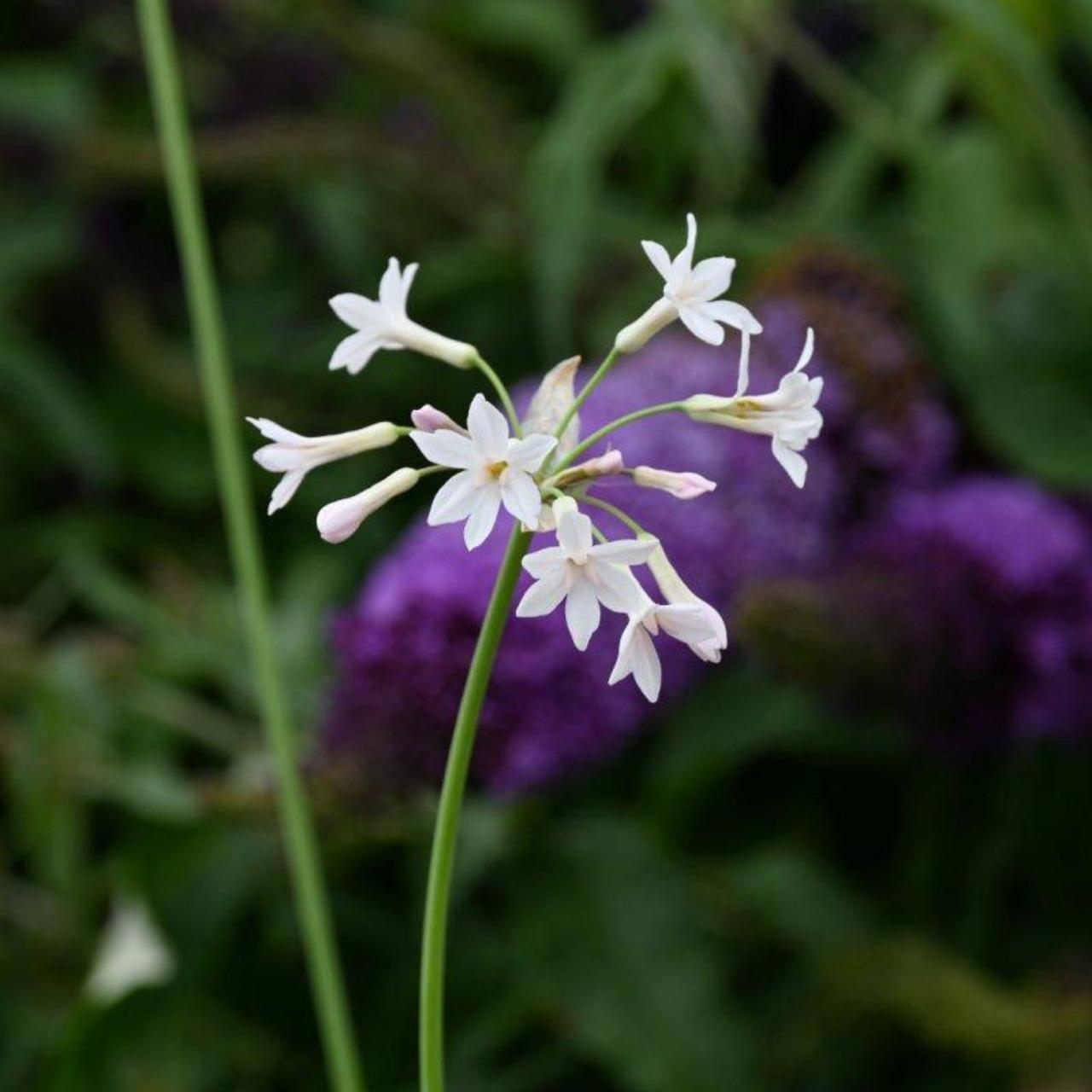 Tulbaghia violacea 'Alba'  plant