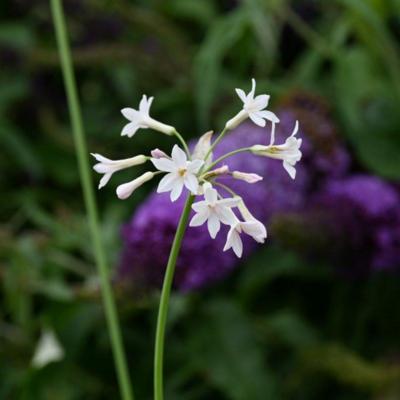 tulbaghia-violacea-alba