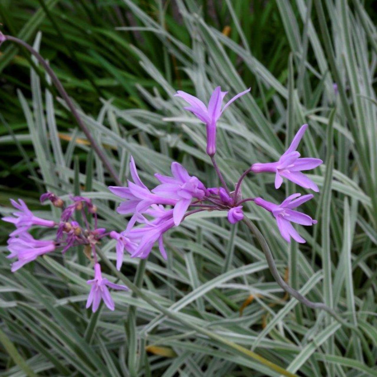 Tulbaghia violacea 'Silver Lace' plant