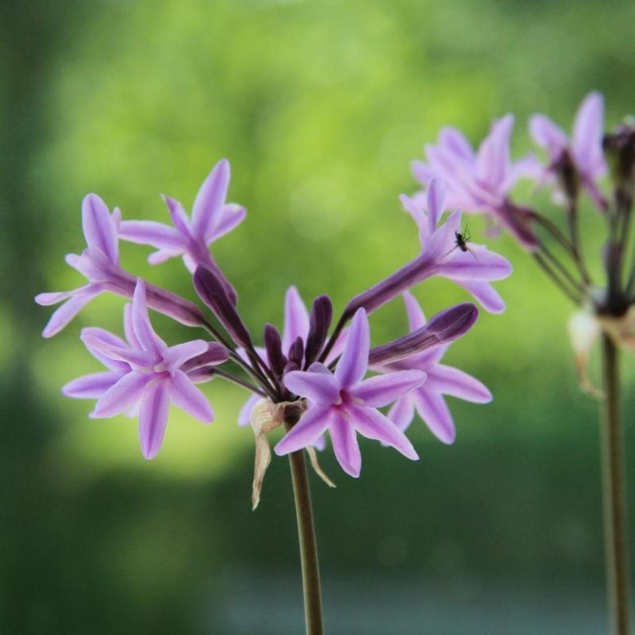 Tulbaghia violacea plant