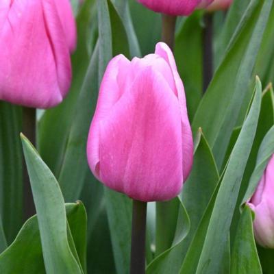 tulipa-aafke