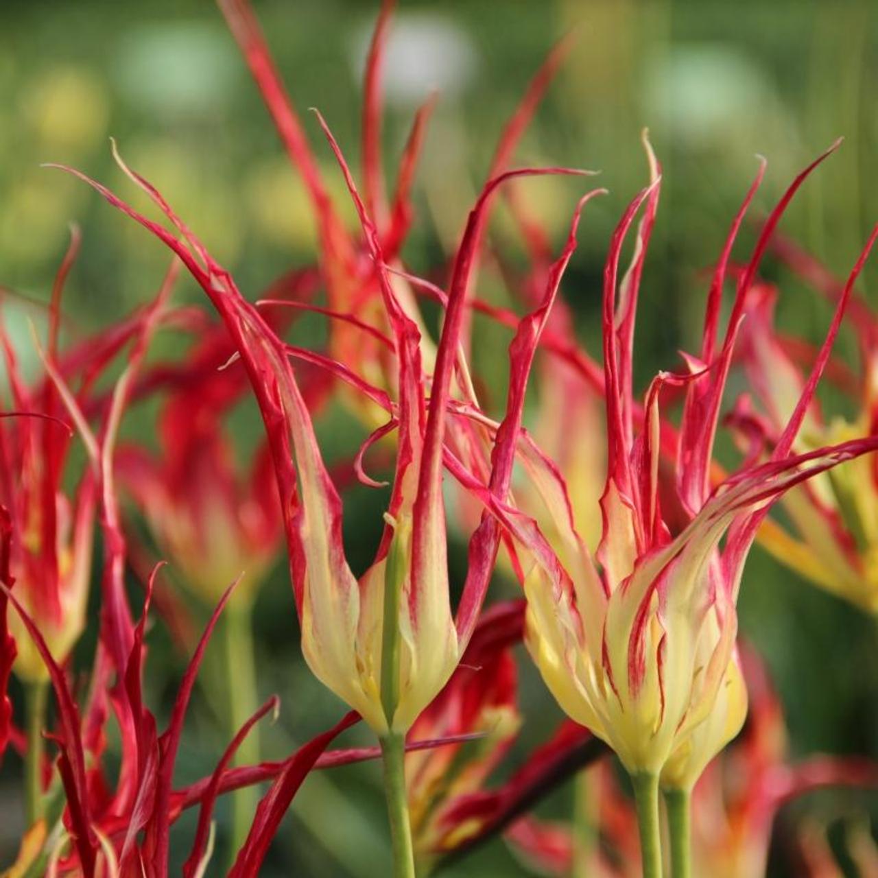 Tulipa acuminata plant