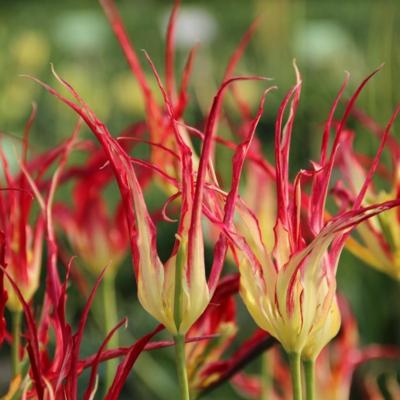 tulipa-acuminata