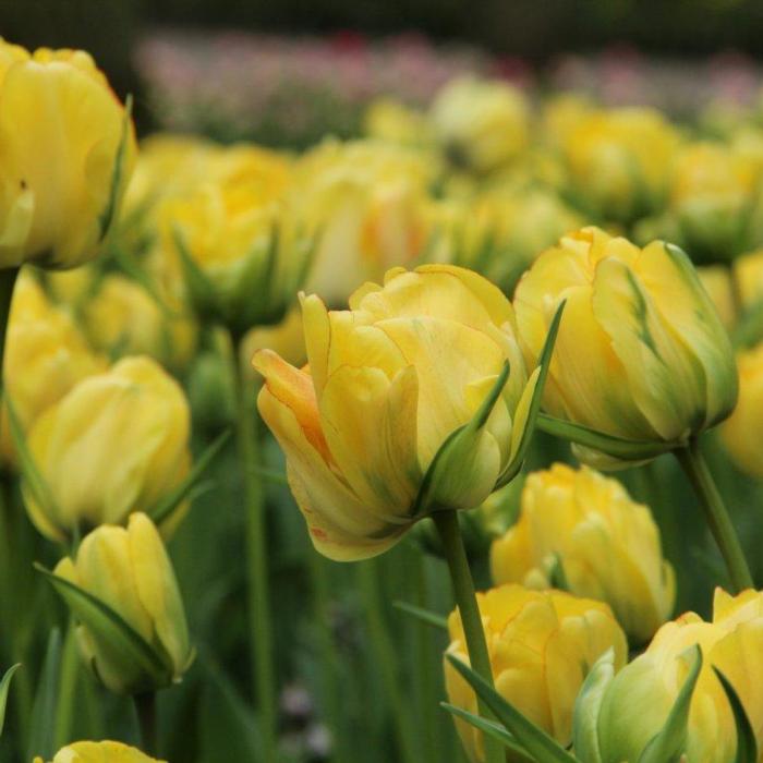 Tulipa 'Akebono' plant