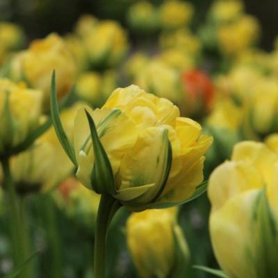 tulipa-akebono