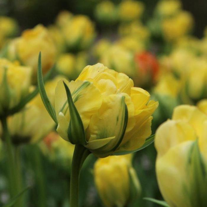 Tulipa 'Akebono' plant