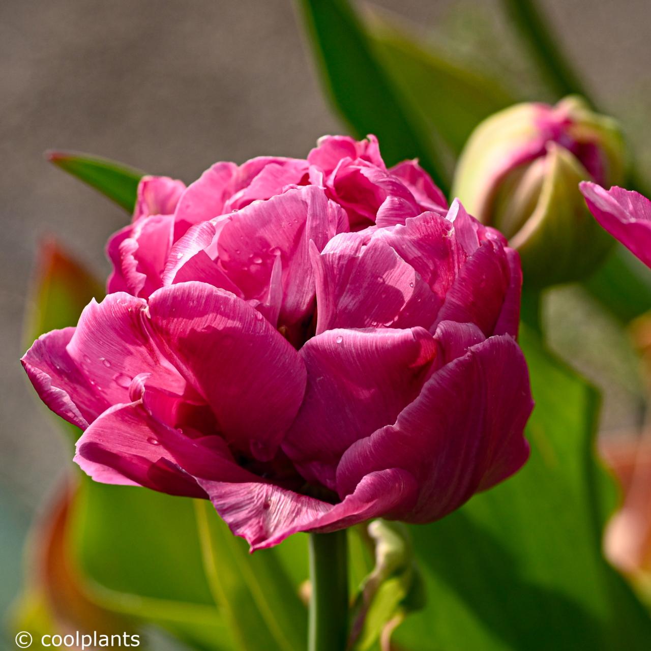 Tulipa 'Amazing Grace' plant