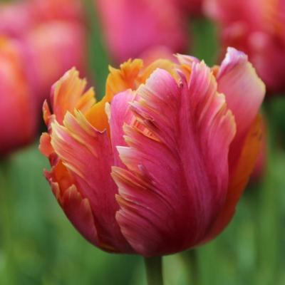 tulipa-amazing-parrot