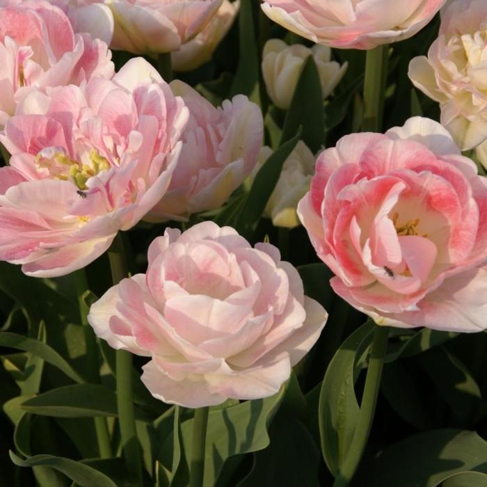 Tulipa 'Angélique' plant