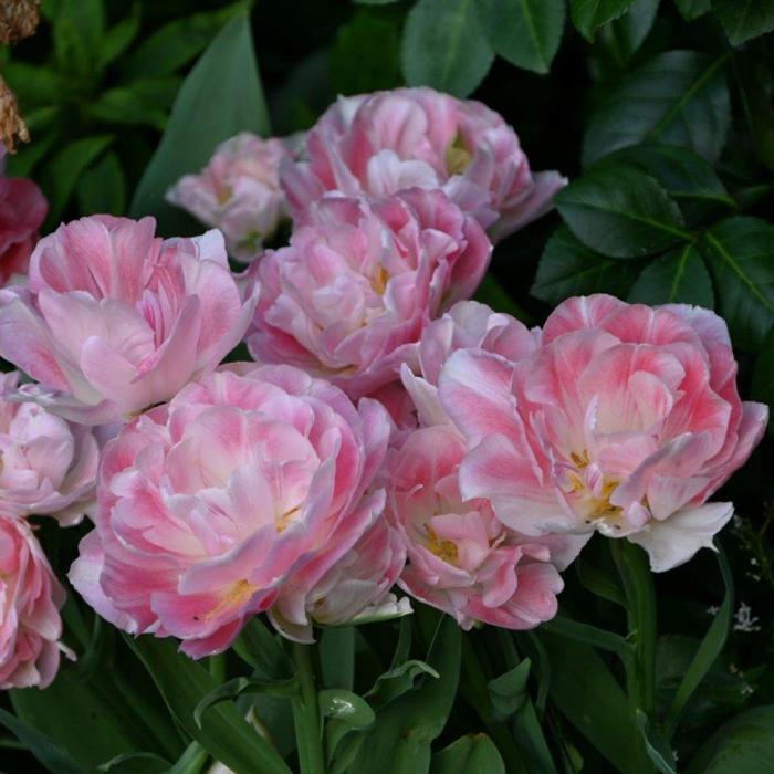 Tulipa 'Angélique' plant