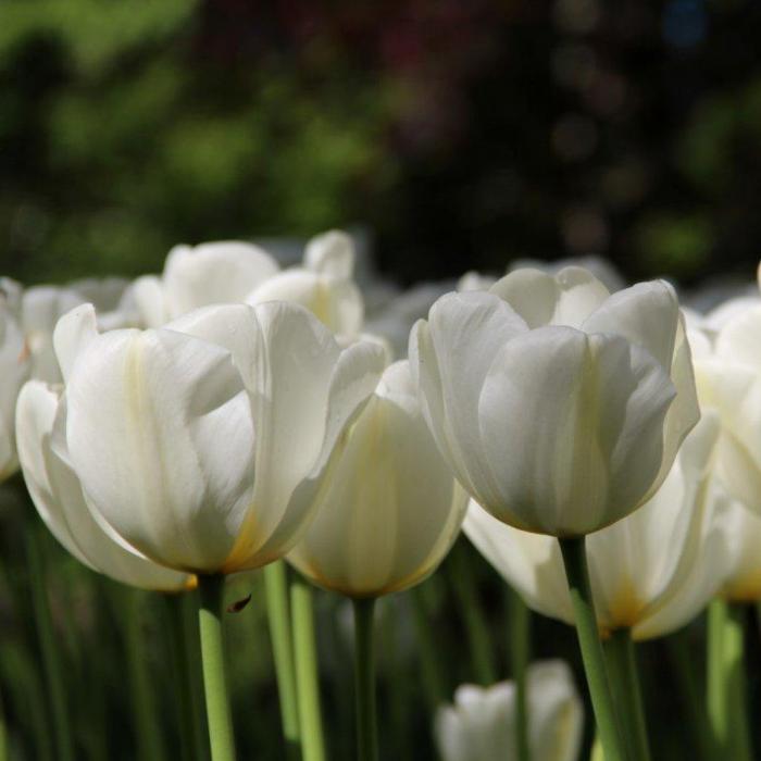 Tulipa 'Angels Wish' plant