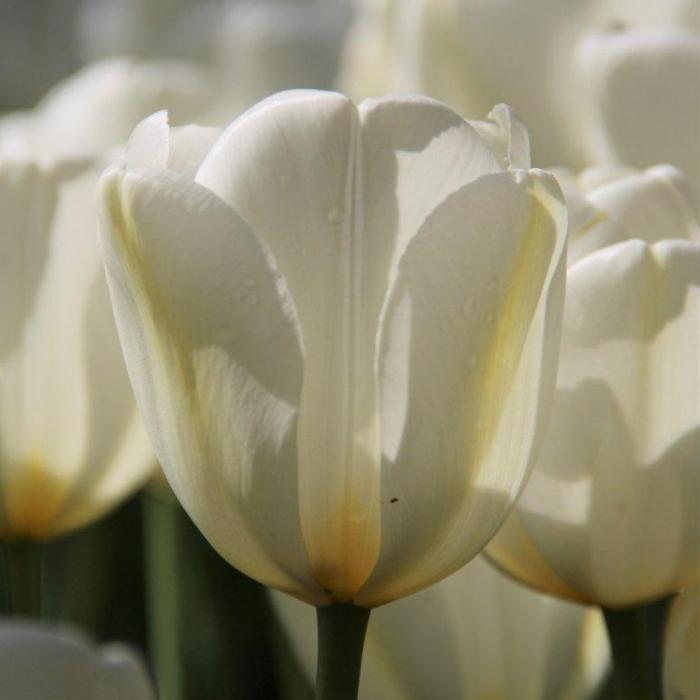 Tulipa 'Angels Wish' plant