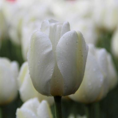 tulipa-angels-wish