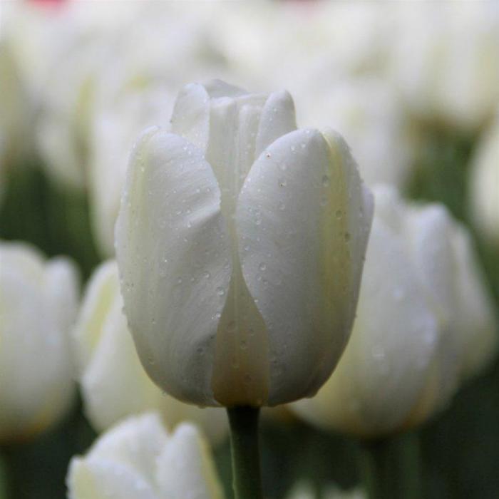 Tulipa 'Angels Wish' plant