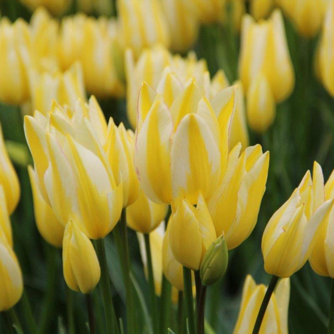 Tulipa Antoinette Buy Plants At Coolplants