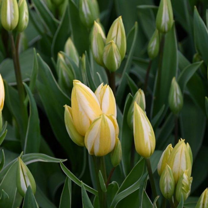 Tulipa 'Antoinette' plant