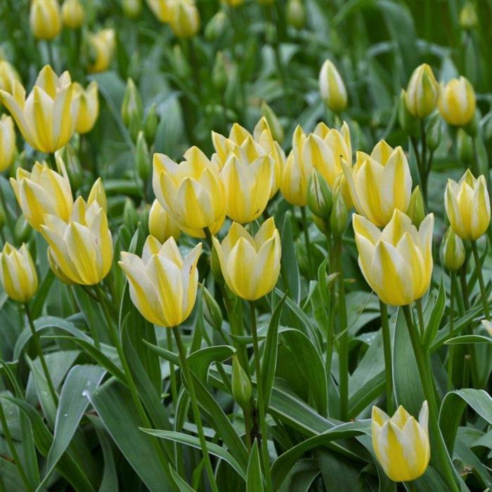 Tulipa 'Antoinette' plant