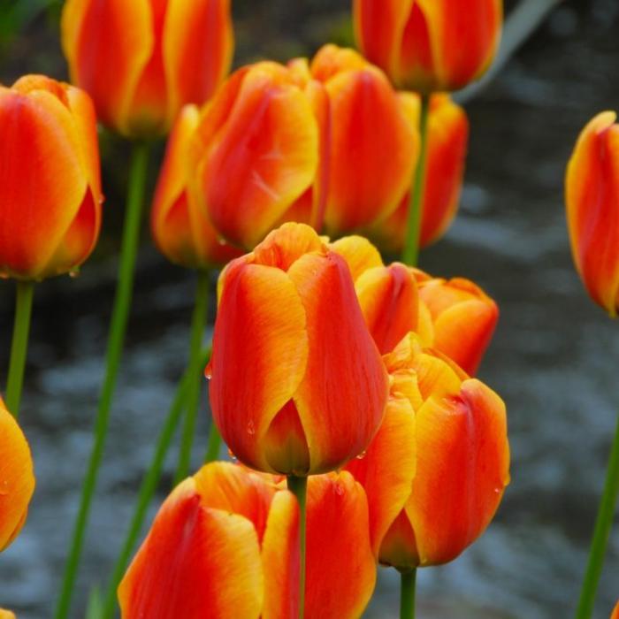 Tulipa 'Apeldoorn's Elite' plant