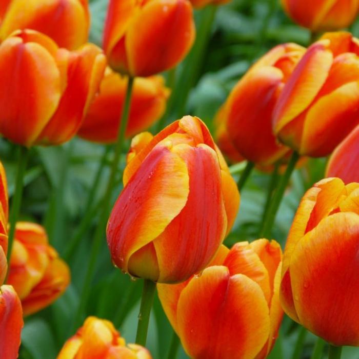 Tulipa 'Apeldoorn's Elite' plant