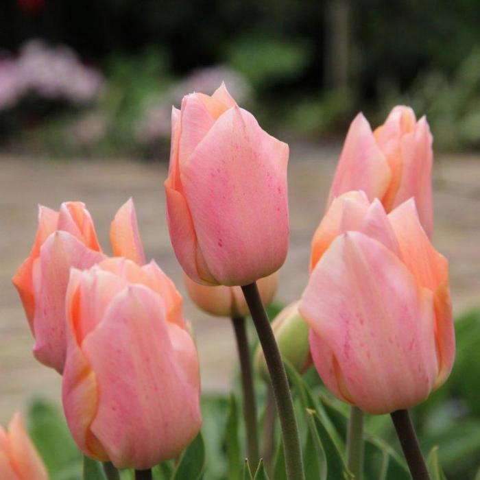 Tulipa 'Apricot Beauty' plant
