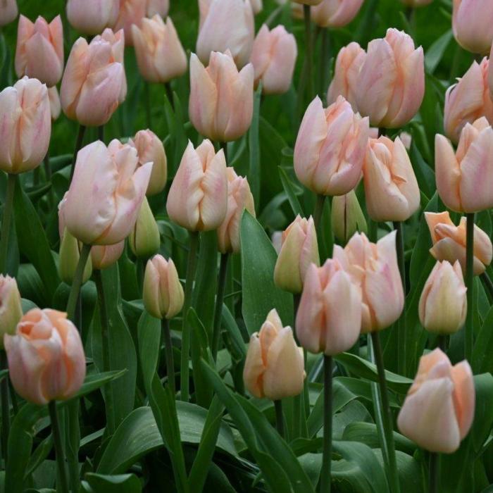 Tulipa 'Apricot Beauty' plant