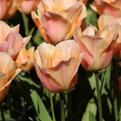 tulipa-apricot-beauty