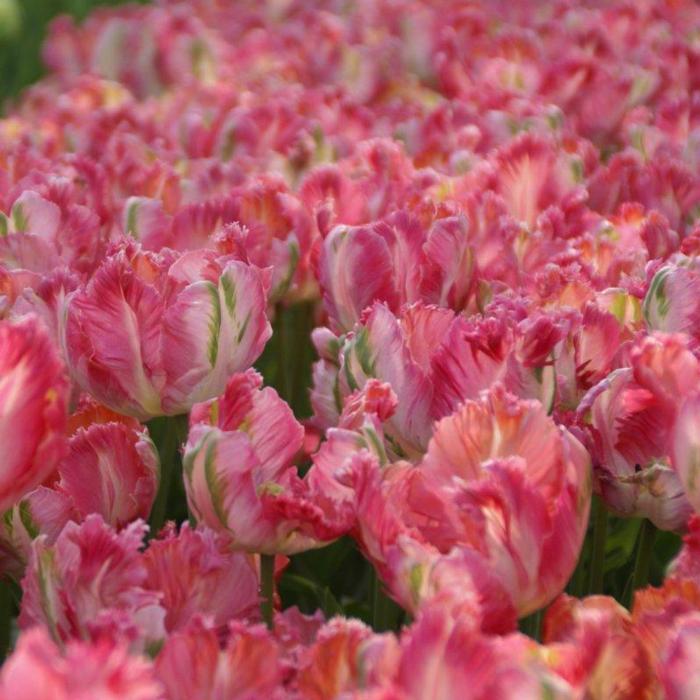 Tulipa 'Apricot Parrot' plant