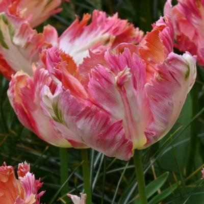 tulipa-apricot-parrot