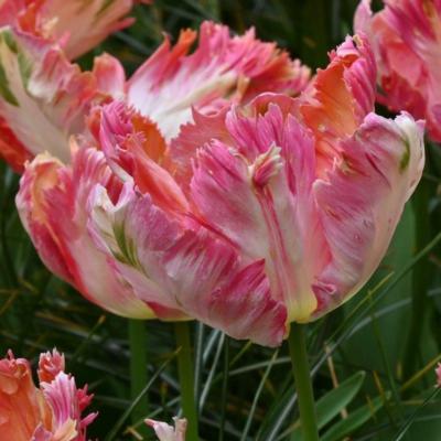 tulipa-apricot-parrot