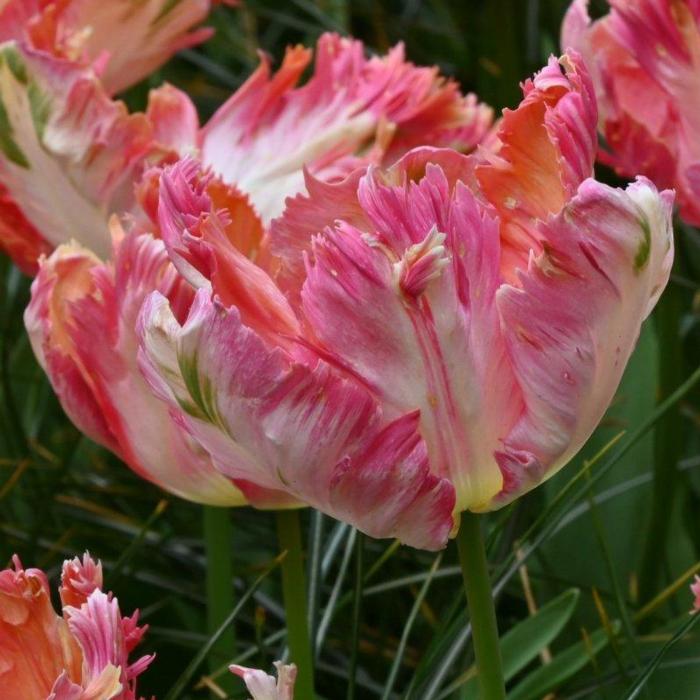 Tulipa 'Apricot Parrot' plant