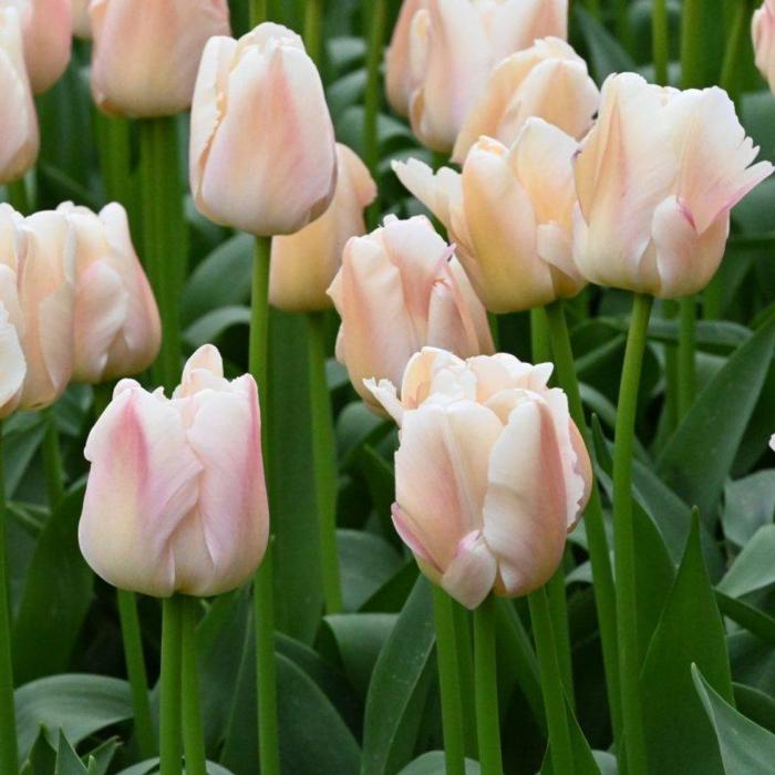 Tulipa 'Apricot Pride' plant