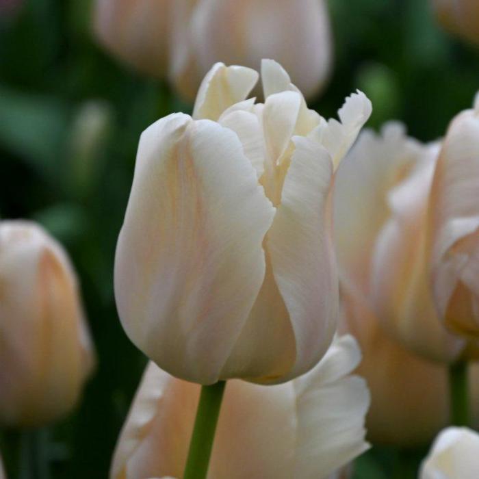 Tulipa 'Apricot Pride' plant