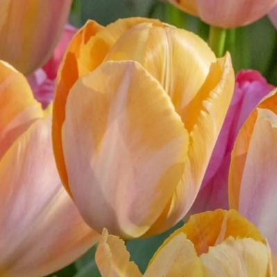 tulipa-apricot-van-eijk