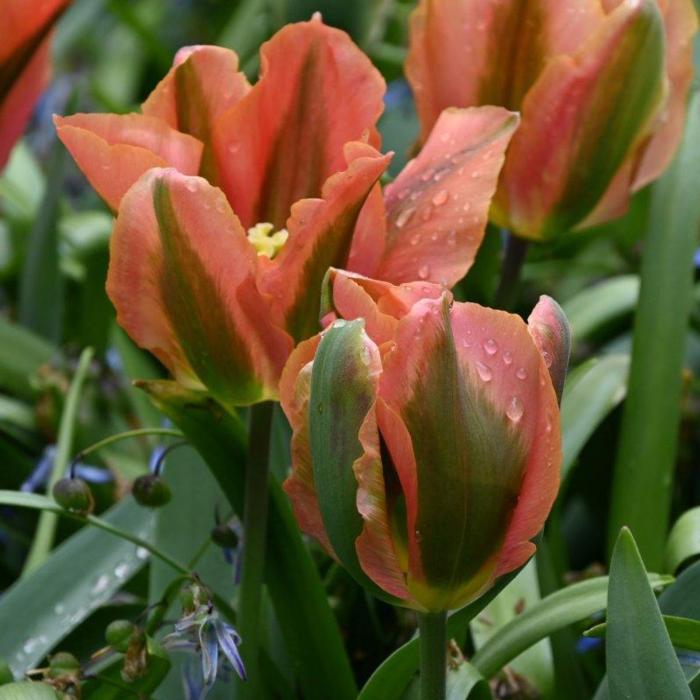 Tulipa 'Artist' plant