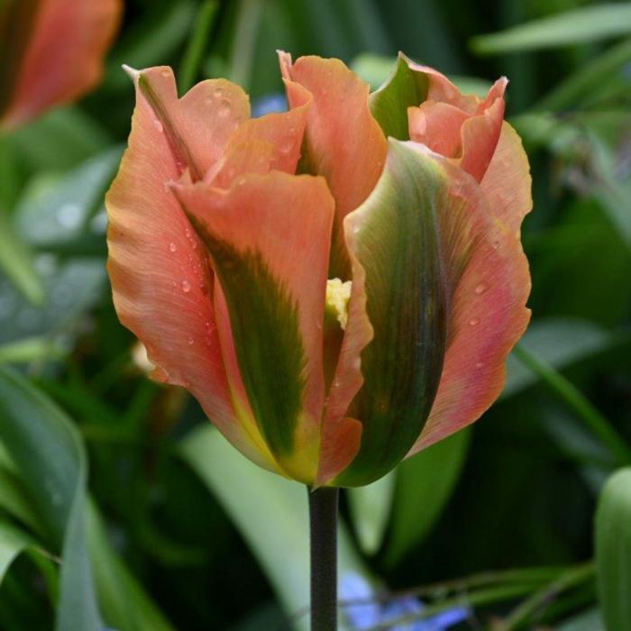 Tulipa 'Artist' plant