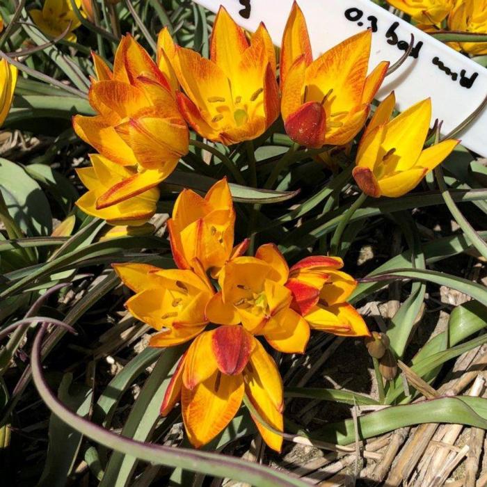 Tulipa aucheriana 'Jara' plant