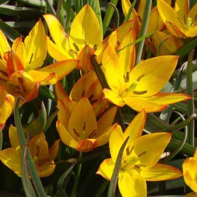 tulipa-aucheriana-jara