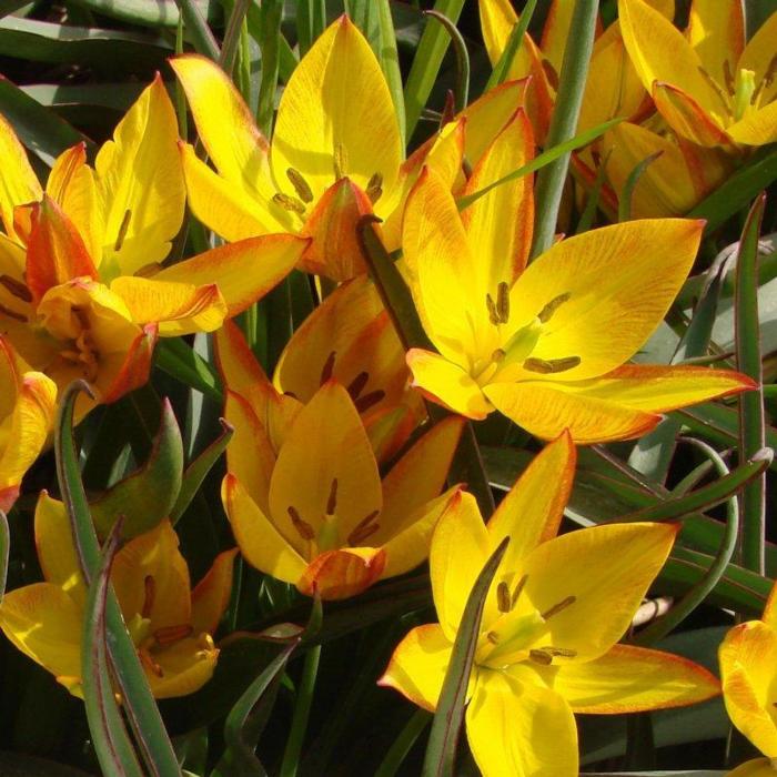 Tulipa aucheriana 'Jara' plant