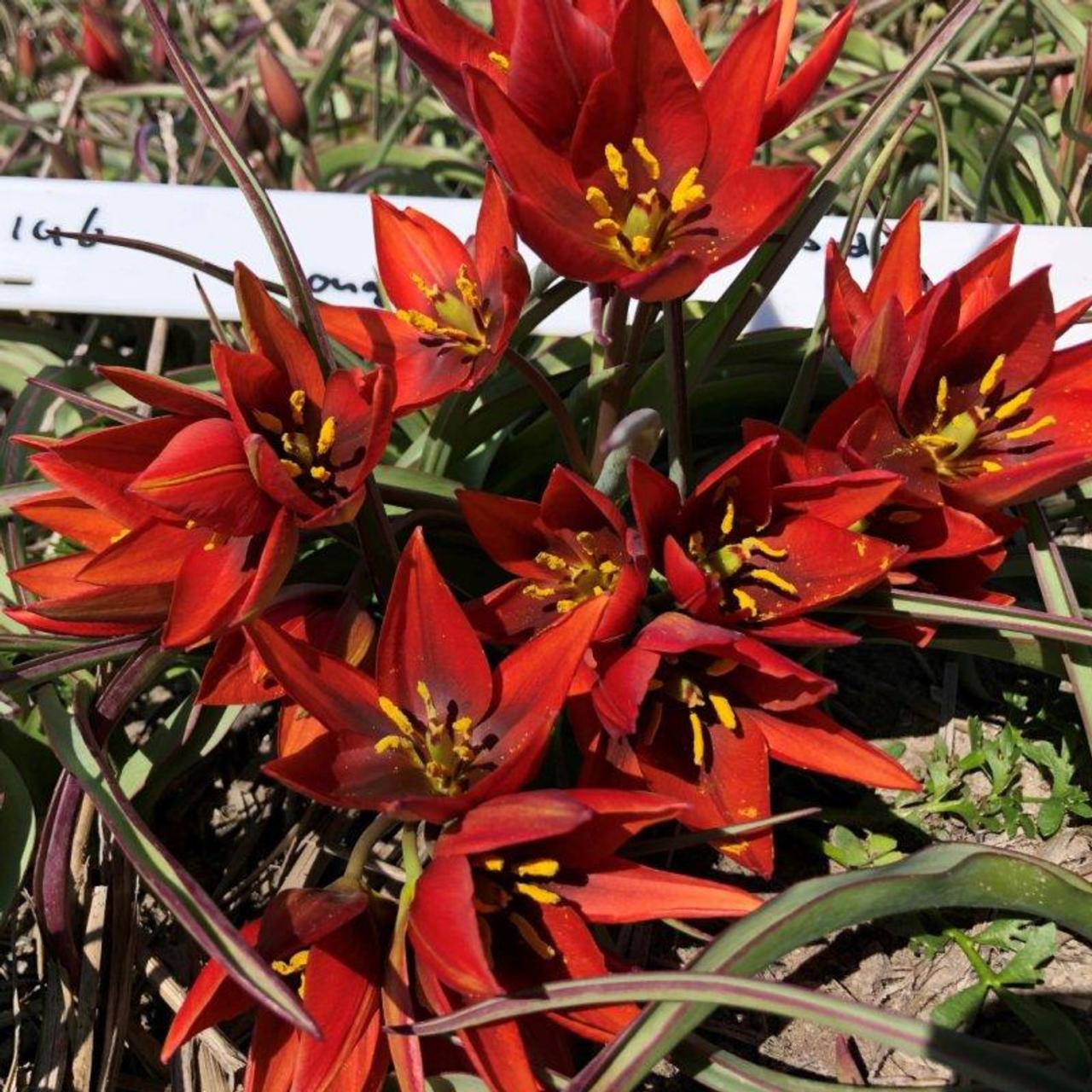 Tulipa aucheriana 'Mara' plant