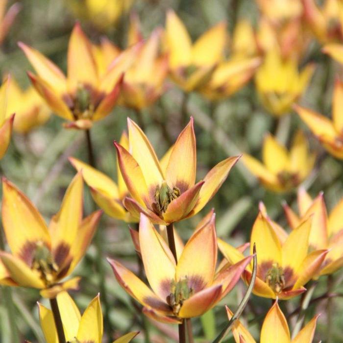 Tulipa aucheriana x hageri plant