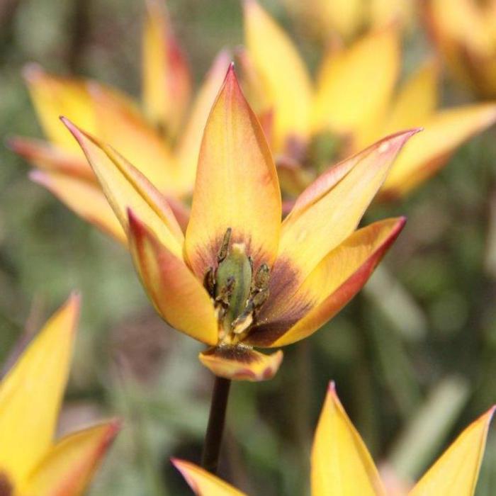 Tulipa aucheriana x hageri plant