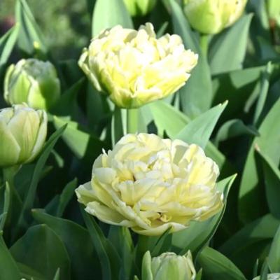 tulipa-avant-garde